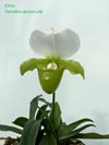 Paphiopedilum Paph. Charlesworthii fma alba x sib (Orchid Inn) 